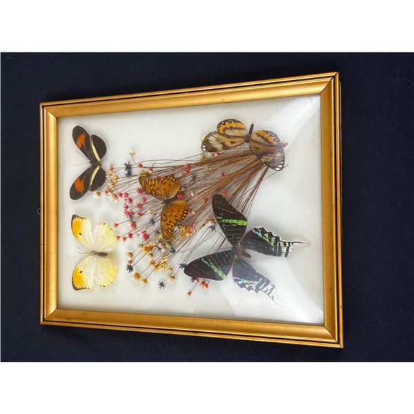 Framed Butterfly Art