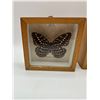 Image 2 : Framed Butterfly Lot - Made in Malaysia