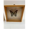 Image 3 : Framed Butterfly Lot - Made in Malaysia