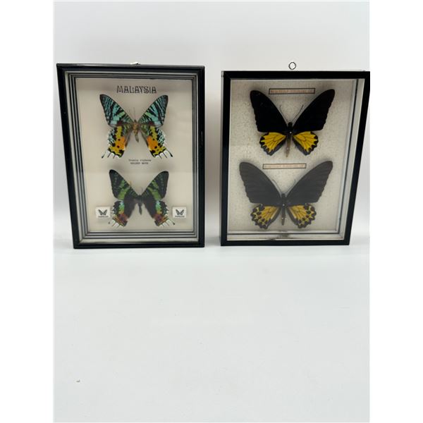 Framed Malaysian Butterflies