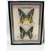 Image 2 : Framed Malaysian Butterflies