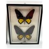 Image 3 : Framed Malaysian Butterflies