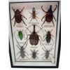 Image 2 : Preserved Insects - Malaysia & South East Asia