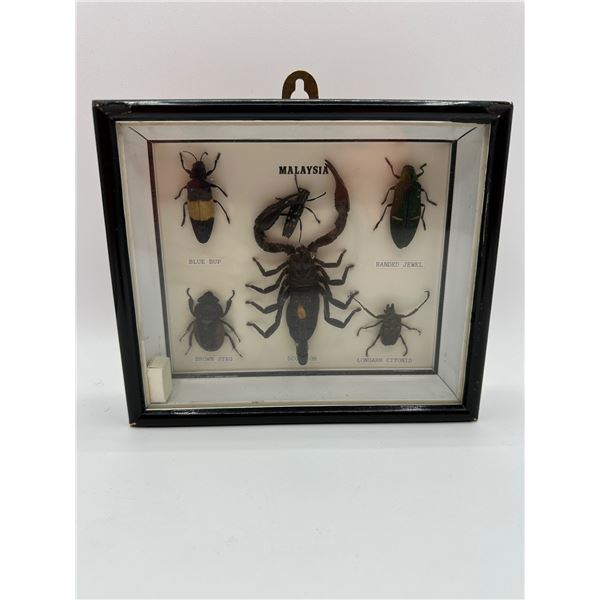 Malaysian Insects