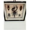 Image 2 : Malaysian Insects