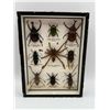 Image 1 : Malaysian Insects