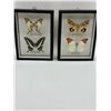Image 1 : Framed Butterflies Lot