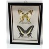 Image 2 : Framed Butterflies Lot
