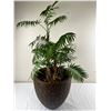 Image 1 : Potted House Plant