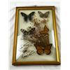 Image 1 : Framed Butterfly Art