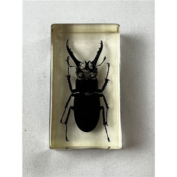 Resin Encased Beetle