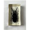 Image 1 : Resin Encased Beetle