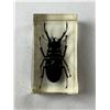 Image 2 : Resin Encased Beetle