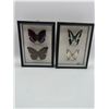 Image 1 : Framed Butterflies