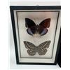 Image 2 : Framed Butterflies