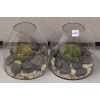 Image 1 : LOT OF 2 - DECORATIVE AIR PLANT TERRARIUMS