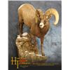 Image 3 : Hartman Taxidermy Sheep Shoulder mount