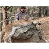 Image 1 : 6 Day Wyoming Mountain Lion Hunt in WYO with Milliron TJ Outfitters