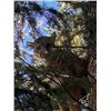 Image 4 : 6 Day Wyoming Mountain Lion Hunt in WYO with Milliron TJ Outfitters