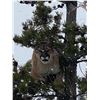Image 7 : 6 Day Wyoming Mountain Lion Hunt in WYO with Milliron TJ Outfitters