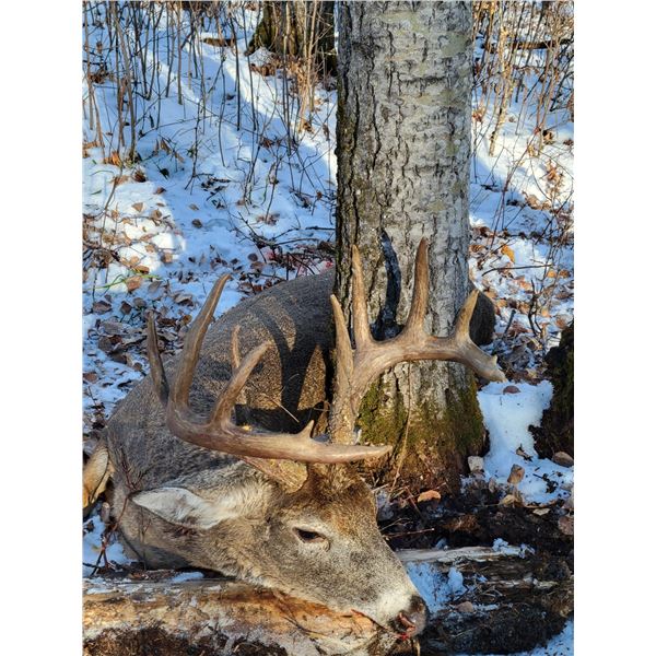 5 Day Alberta Whitetail Hunt