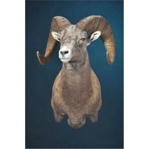 Dewey Wildlife Studio Sheep Shoulder Mount.