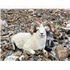 Image 1 : 10 Day NWT Dalls sheep hunt with Raven's Throat..