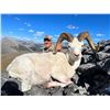 Image 2 : 10 Day NWT Dalls sheep hunt with Raven's Throat..