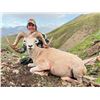 Image 3 : 10 Day NWT Dalls sheep hunt with Raven's Throat..