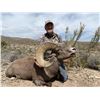 Image 1 : Hunt Desert Sheep in 2025 or 2026 at Rancho LaGuarida