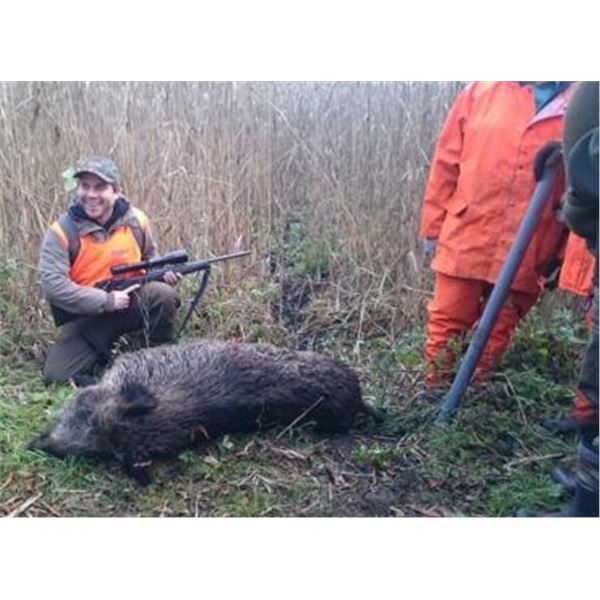 Wild Boar Hunting in Poland