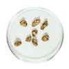 Gold Nuggets 2.35 Grams Total Weight