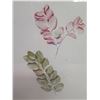 Image 2 : Qty 2 Leaf Print Artwork, Framed & Matted 19"x25"
