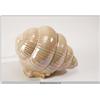 Image 1 : Seashell Television Lamp