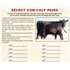 Image 1 : 40 Cow/Calf Pairs