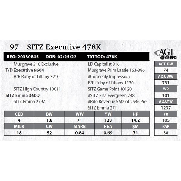 Sitz Executive 478K