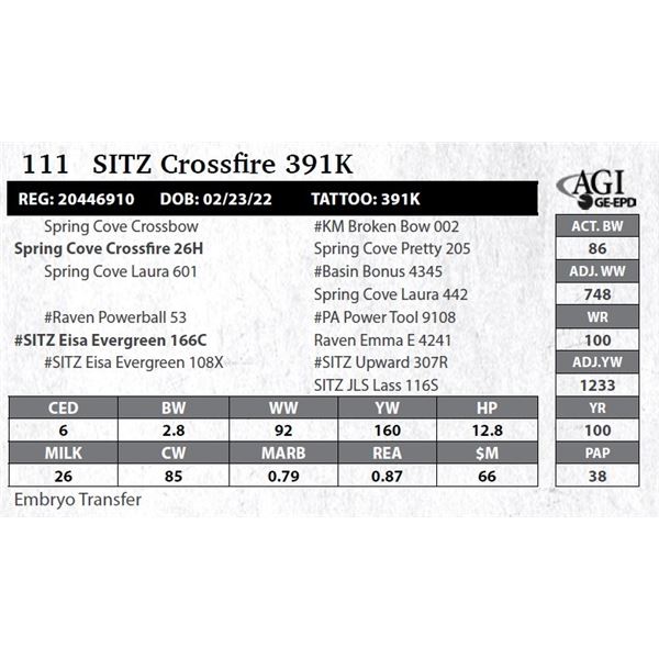 SITZ Crossfire 391K - NO VIDEO