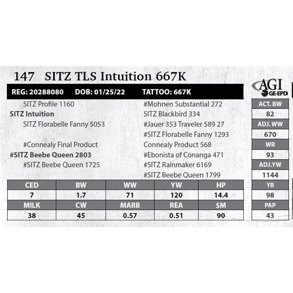 SITZ TLS Intuition 667K