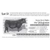 Image 1 : Commercial Bred Heifers