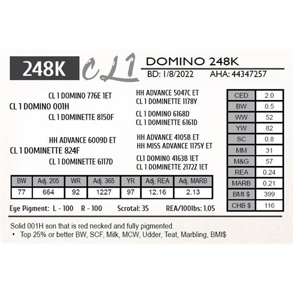 CL 1 DOMINO 248K