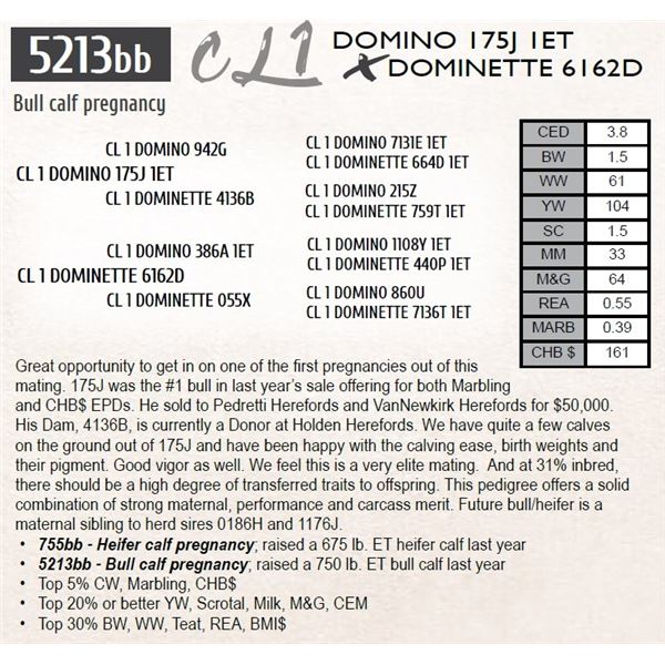 CL 1 DOMINO 175J 1ET X DOMINETTE 6162D Bull calf pregnancy