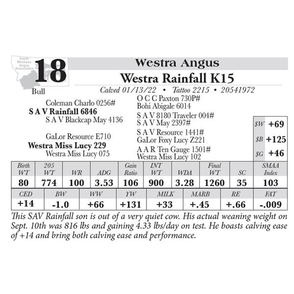 Southwest Montana Angus Lot - 18