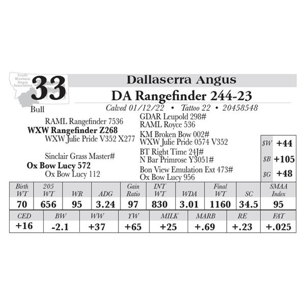 Southwest Montana Angus Lot - 33