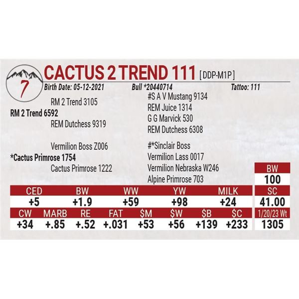 Cactus 2 Trend 111