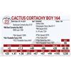 Image 1 : Cactus Cortachy Boy 164
