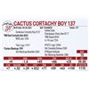 Image 1 : Cactus Cortachy Boy 137