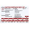 Image 1 : Cactus Cortachy Boy 147