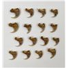 Image 2 : Group of Montana Taxidermy Bobcat Claws