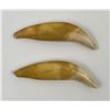 Image 2 : Ancient Cave Bear Teeth