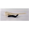 Image 1 : Taxidermy Alligator Gar Skull